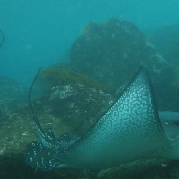 Spotted stingray swimming over the seabed in Daphne
