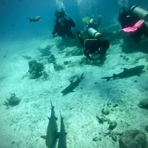 Diver exploring underwater rock formations in Seymour and Daphne