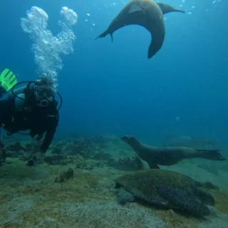 Buceador explorando el fondo marino de Bartolomé