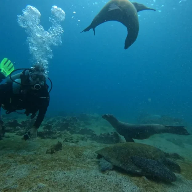 Diver exploring the seabed of Bartolomé