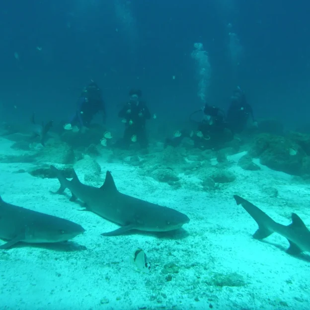 Shark swimming in the waters of Bartolomé