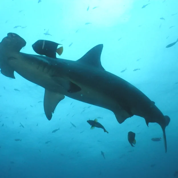 Primer buceo en Galápagos junto a un tiburón de arrecife