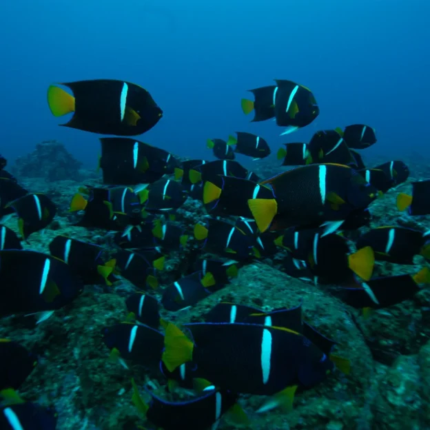 Colorido arrecife y peces tropicales en Galápagos