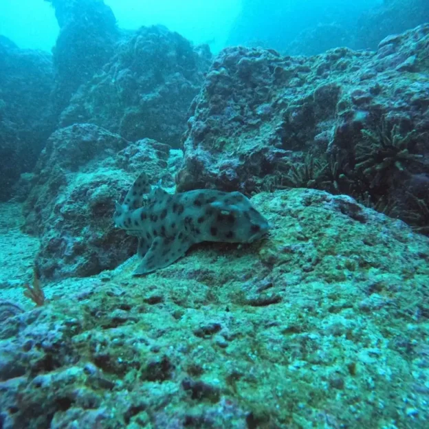 Cardumen de peces tropicales durante buceo Discovery