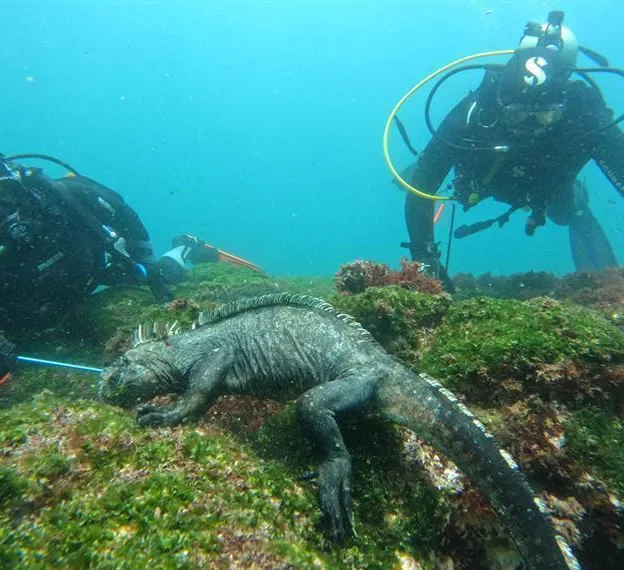 Marine iguana swimming underwater in the Galapagos