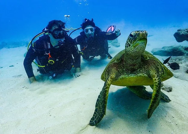 Group of divers exploring the seabed at Tortuga Island