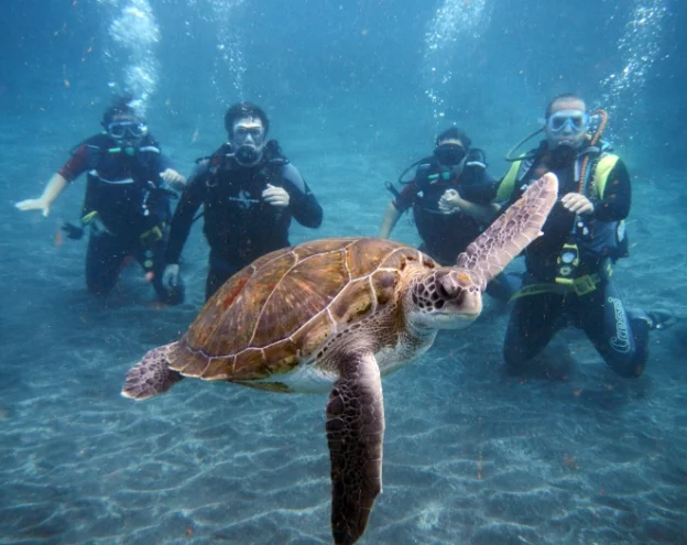 Sea turtle swimming in front of a diver in the Galapagos