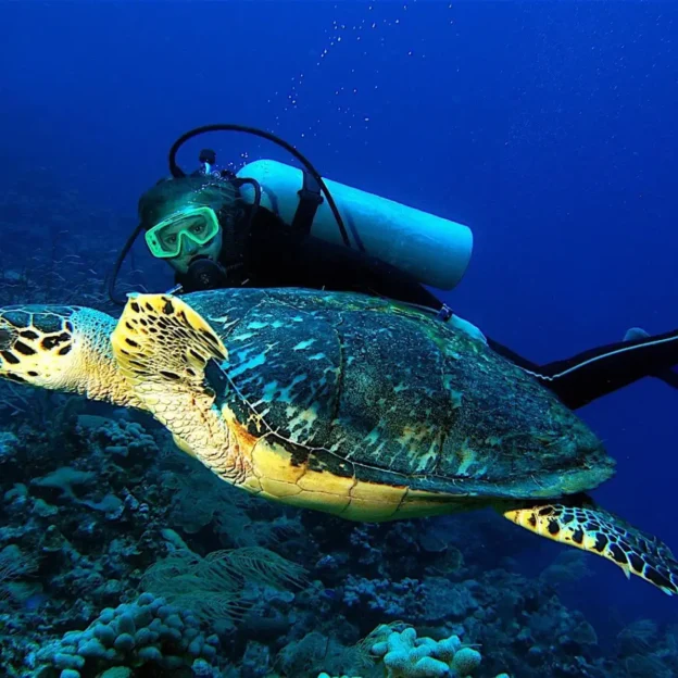 Diver with sea turtle on Tortuga Island, Galapagos
