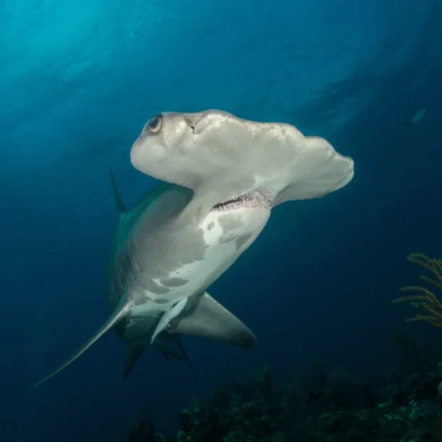 Close-up of hammerhead shark in León Dormido