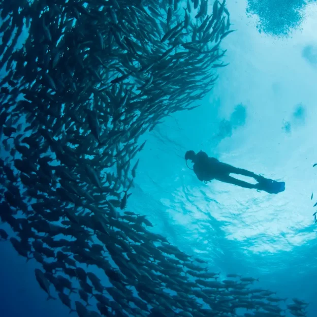 Diver surrounded by fish in Mosquera, Galapagos