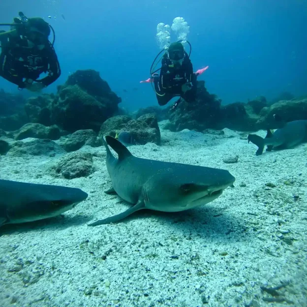 Reef shark swimming near the bottom in Mosquera