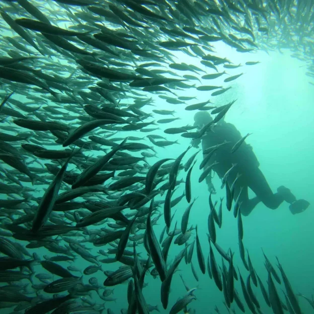School of fish swimming in a spiral in the Galapagos