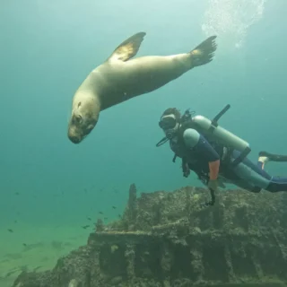León marino nadando cerca de un buzo en Galápagos