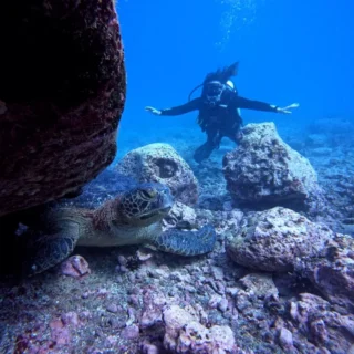 Sea turtle swimming among fish in North Seymour, Galapagos
