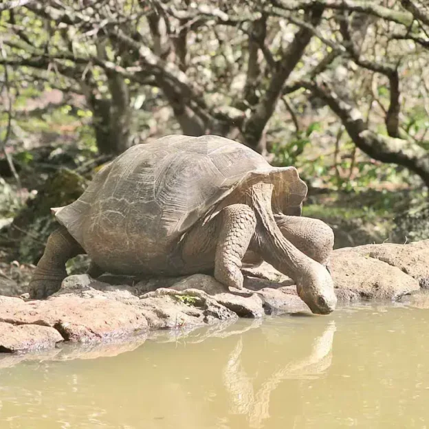 Giant tortoise resting in its natural habitat in the Galapagos