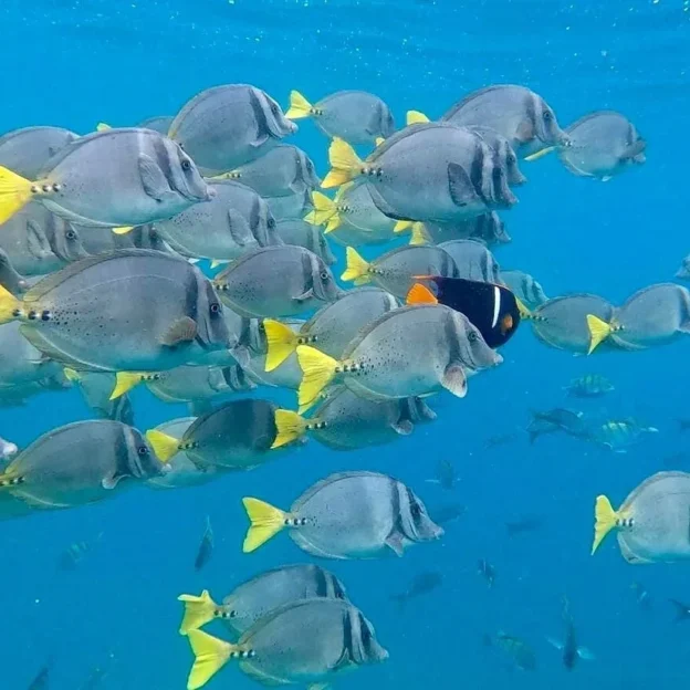 A school of tropical fish swims in the waters of Enderby Island, Galapagos.