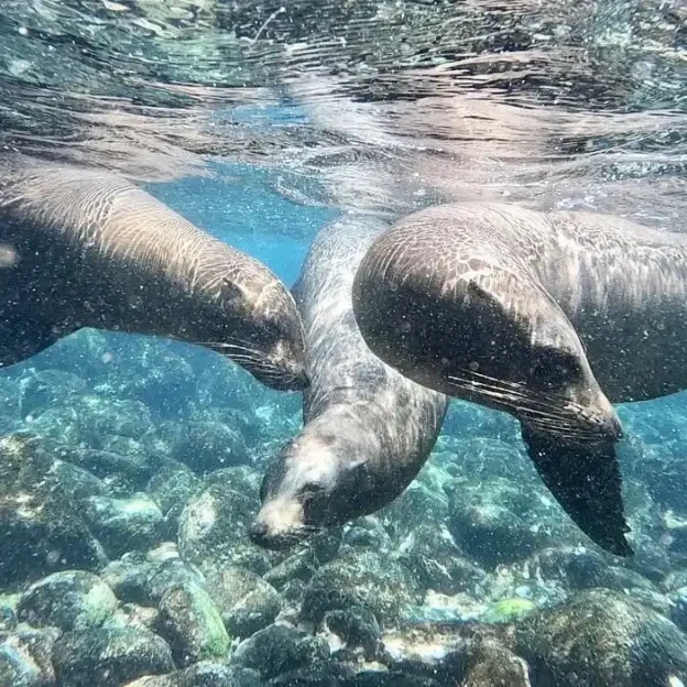Sea lions swimming among tourists during snorkeling on Enderby Island