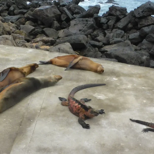 Sea lions resting on the beach of Floreana, Galapagos