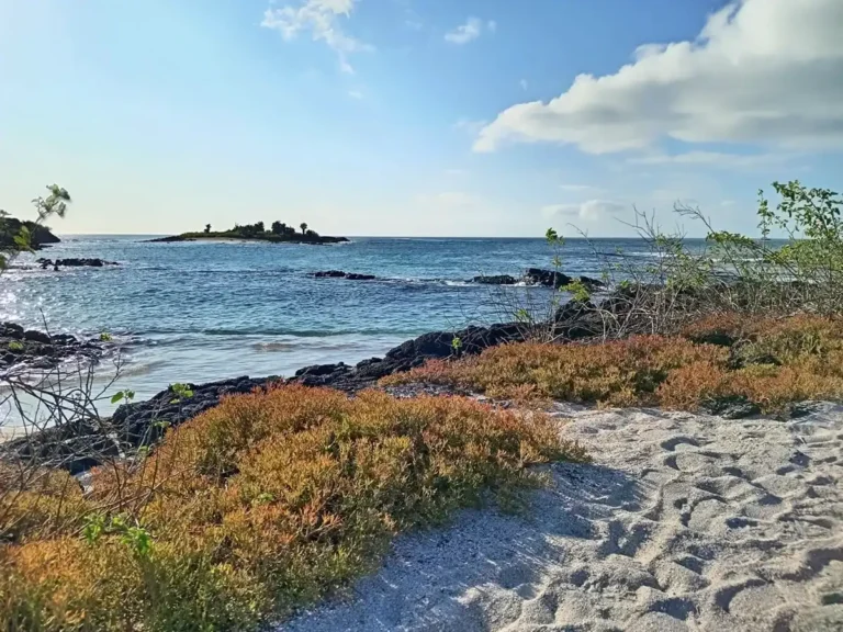 Sendero natural rodeado de cactus y lava