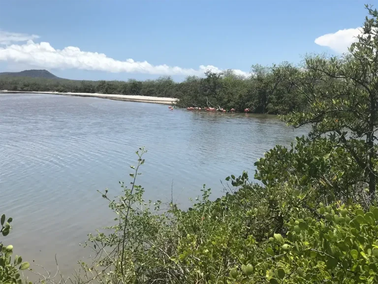 Camino de arena dorada rodeado de vegetación