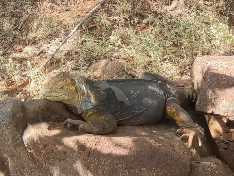 Pareja observando iguanas marinas