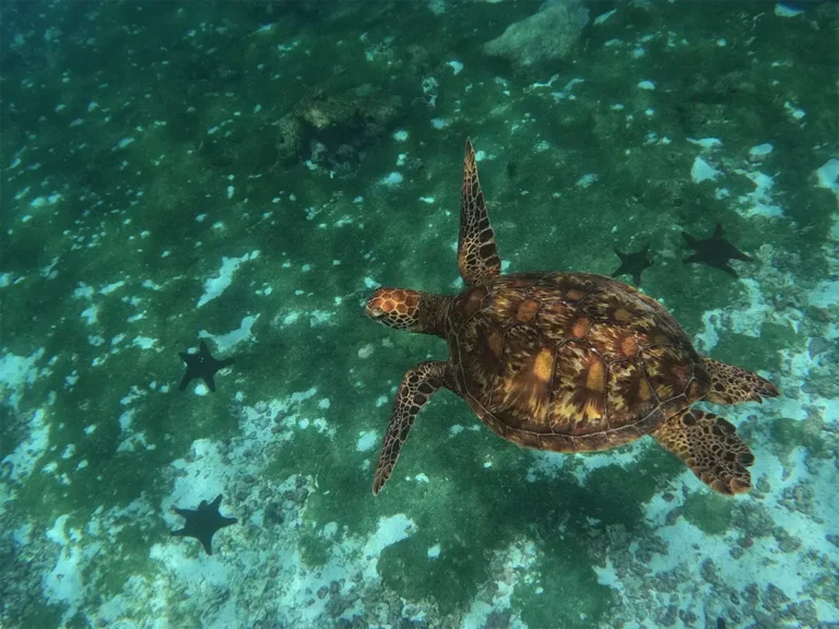 Tortuga marina nadando en aguas cristalinas