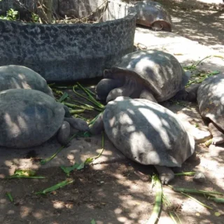 Totugas tomando el sol sobre rocas negras en Isabela