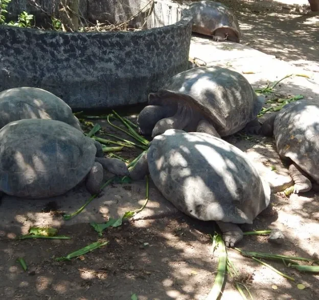 Turtles sunbathing on black rocks in Isabela