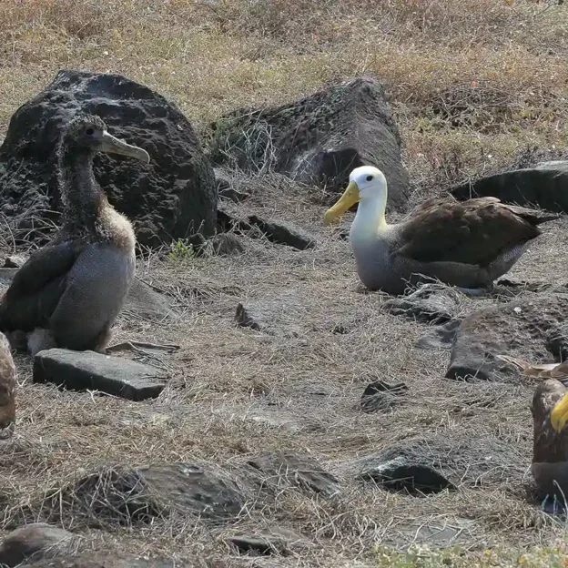 Pareja de albatros realizando su danza de apareamiento en Isla Española