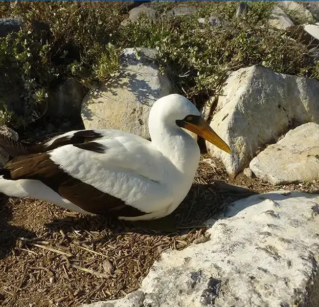 Albatros de Galápagos descansando en el suelo de Isla Española
