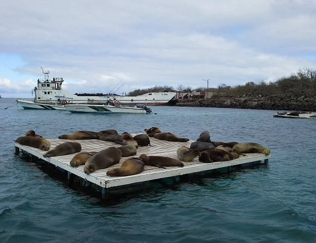 Group of sea lions resting on the rocks at Isla Lobo