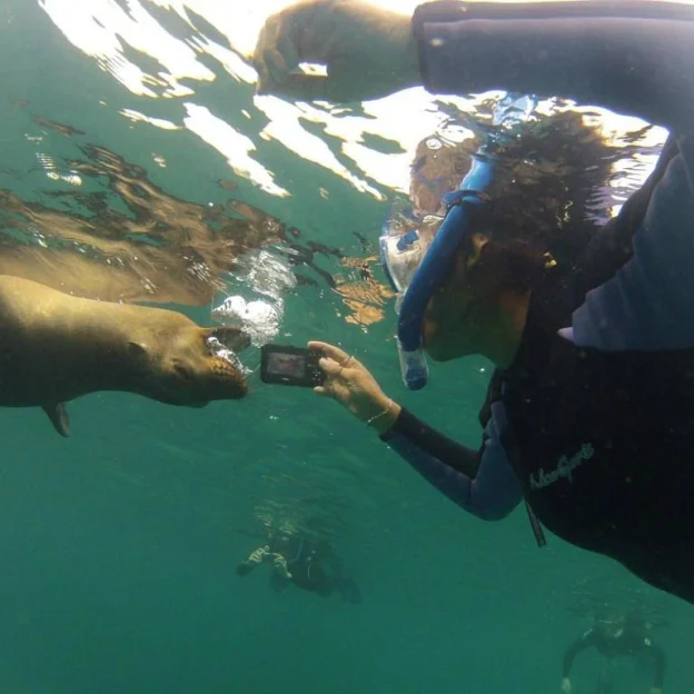 Tourist snorkeling with sea lions on Lobo Island, Galapagos