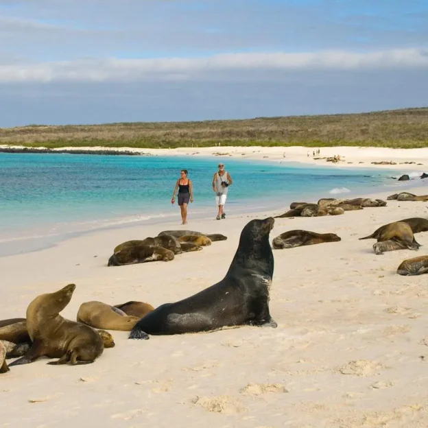 Tourists watching sea lions resting on the sand of Isla Lobo