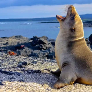 Sea lion standing looking at the sea on Lobo Island, Galapagos