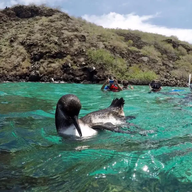 Sea lion swimming near a tourist on Pinzón Island, Galapagos