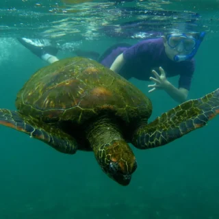 Tortuga marina nadando en aguas claras frente a Isla Pinzón