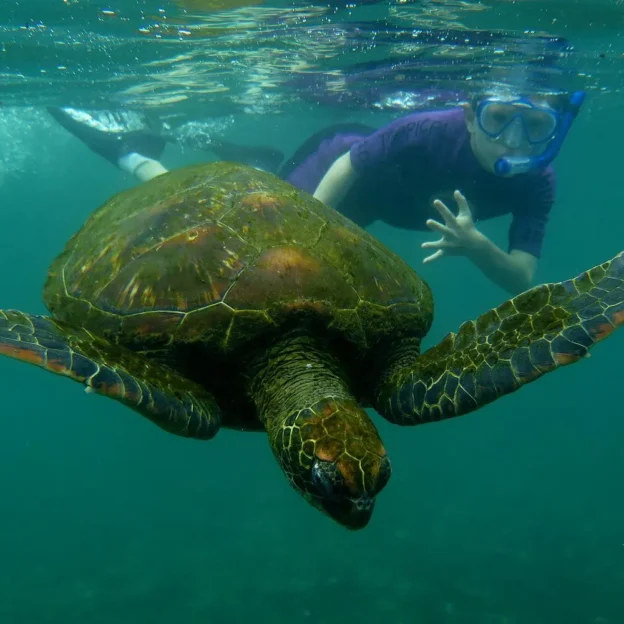 Sea turtle swimming in clear waters off Pinzón Island