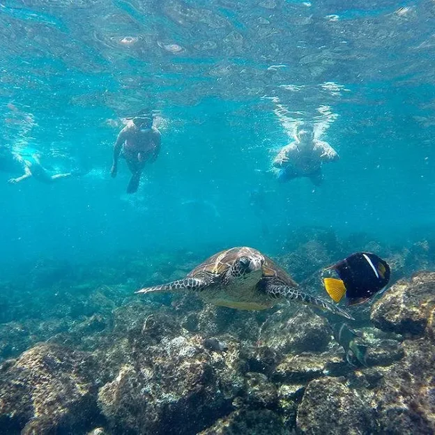 Tourist snorkeling surrounded by tropical fish on Pinzón Island, Galapagos