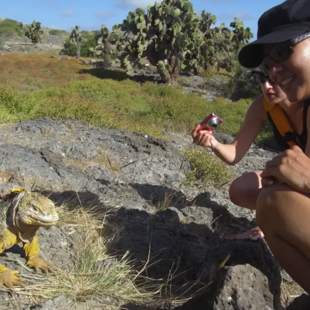 Iguana terrestre sobre roca volcánica en Isla Plazas, Galápagos