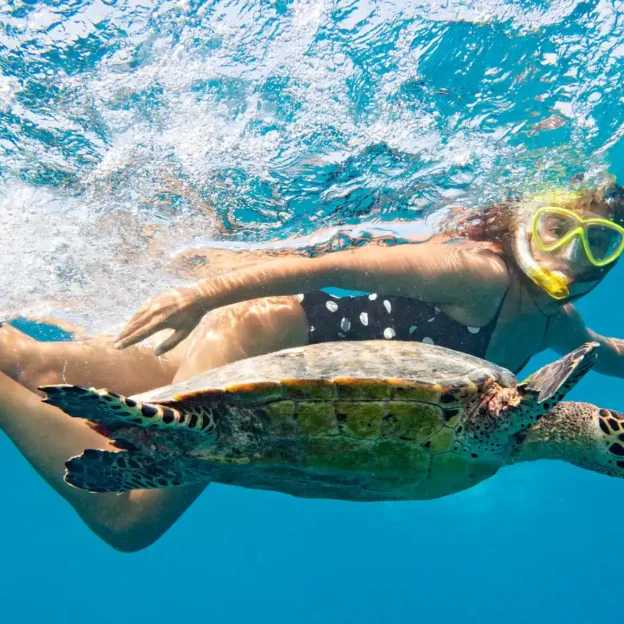 Sea turtle swimming next to a tourist on Tortuga Island, Galapagos