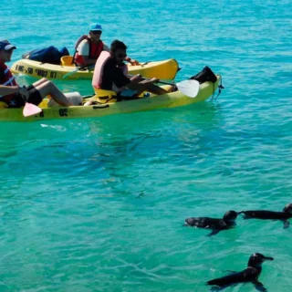 Turistas remando en kayak junto a fauna marina en Islote Tintoreras, Galápagos