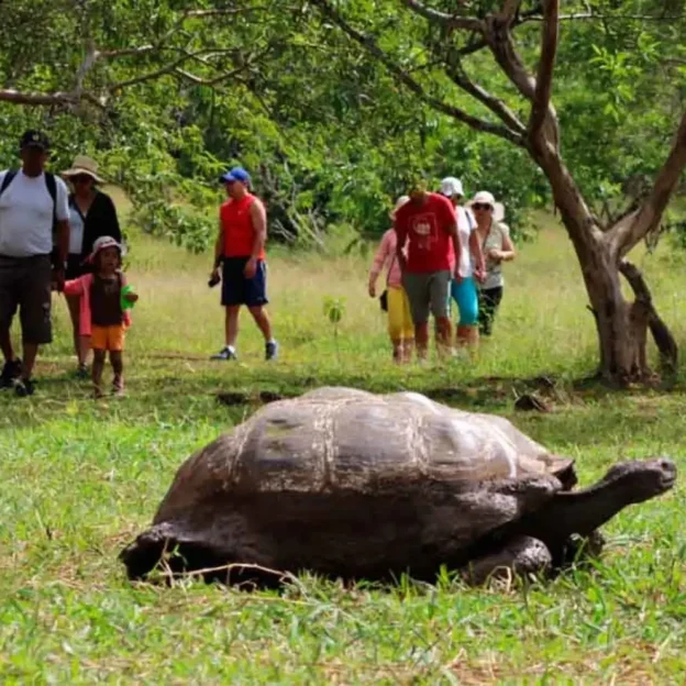 Tortuga caminando junto a visitantes en la parte alta de Galápagos