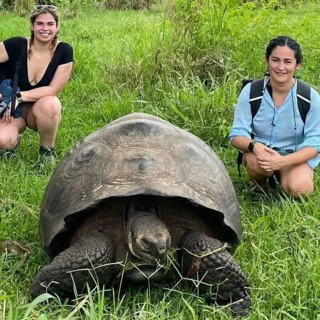 Tortuga gigante de Galápagos caminando entre la vegetación