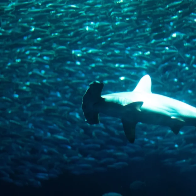 Hammerhead shark swimming in deep waters of the Galapagos