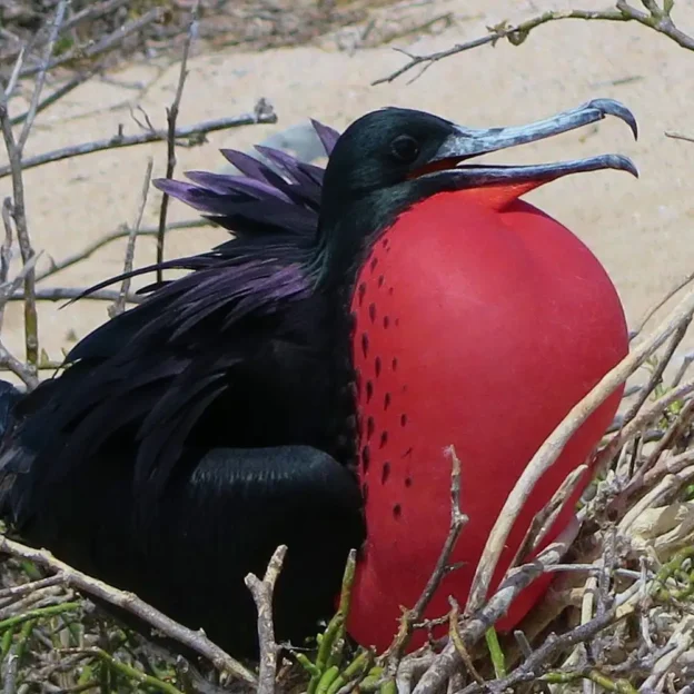 Close-up of a male frigate bird with an inflated throat sac, in the Galapagos