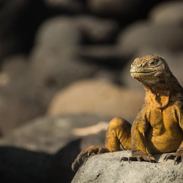 Land iguana walking among rocks on North Seymour Island