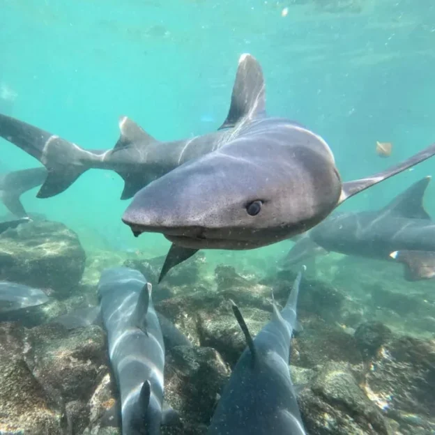 Reef shark swimming in clear waters in the Galapagos, near Daphne Island