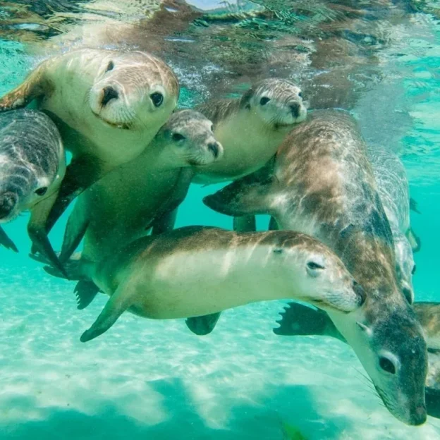 Sea lions swimming among fish in the waters of Daphne Island, Galapagos
